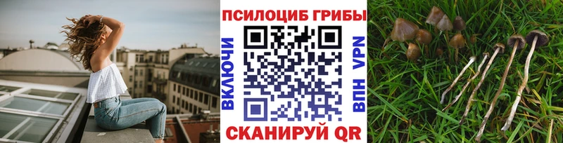 Галлюциногенные грибы Psilocybe  Благовещенск 